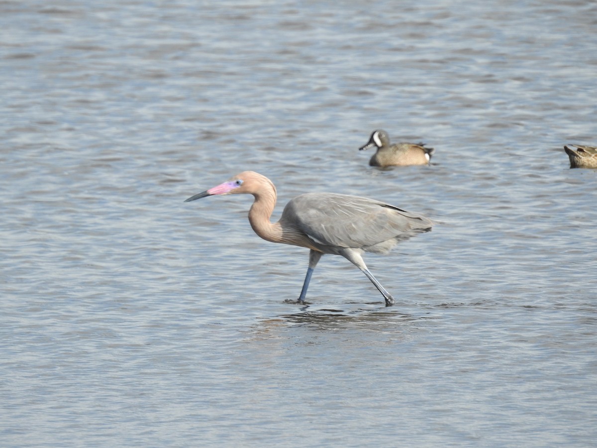 Reddish Egret - ML616607815