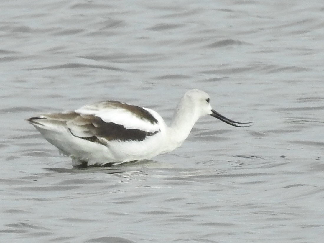 American Avocet - ML616607833