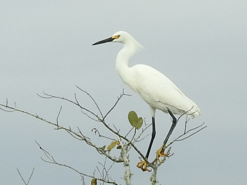 Snowy Egret - ML616607923