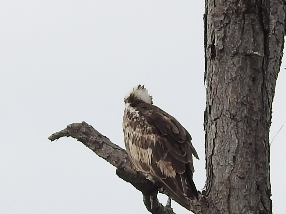 Balbuzard pêcheur - ML616607961