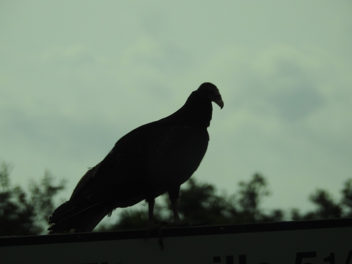 Turkey Vulture - ML616607972