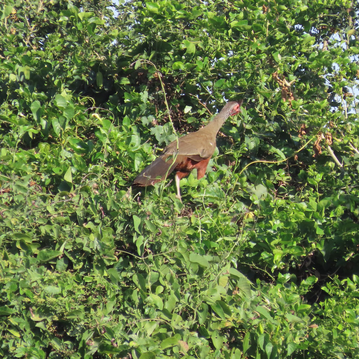 Chachalaca Ventricastaña - ML616607977