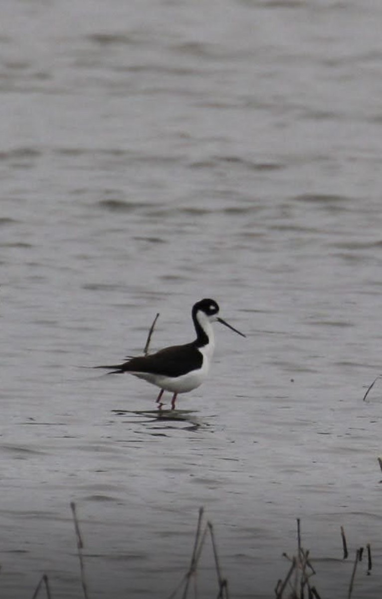 Black-necked Stilt - Olivia Bernard