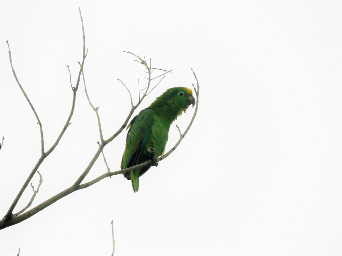 Yellow-crowned Parrot - ML616607981
