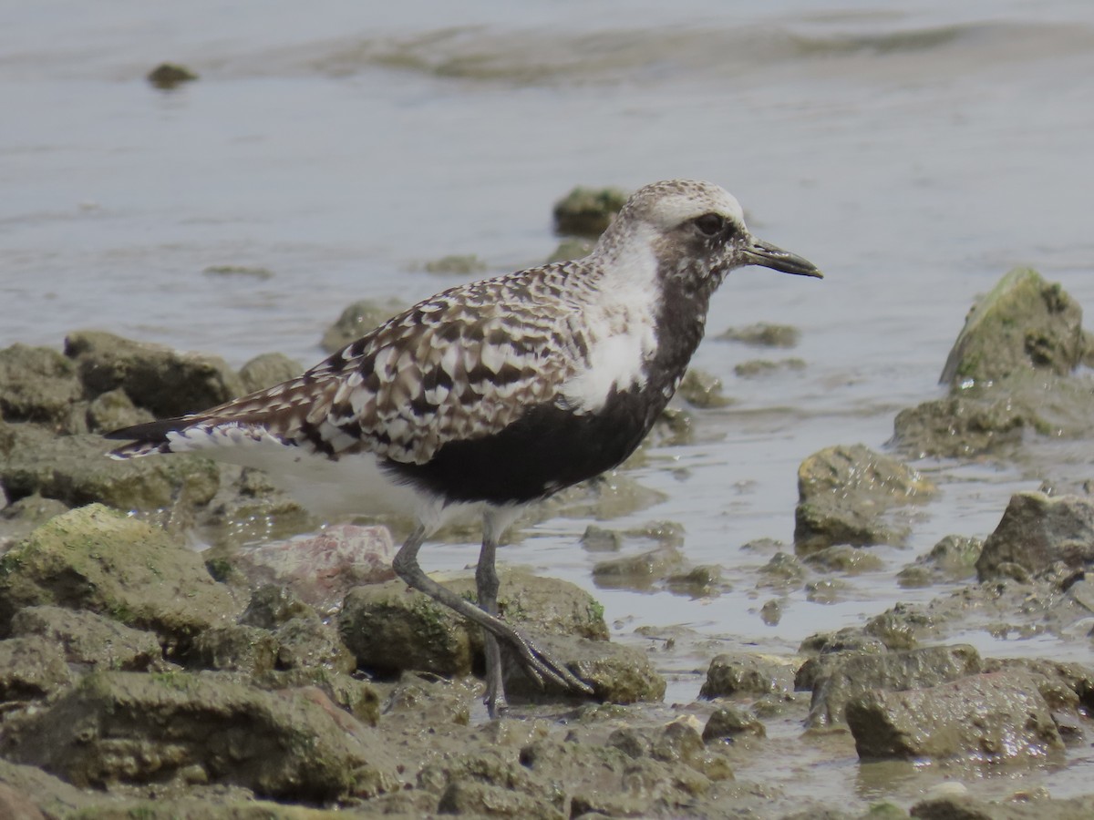 Black-bellied Plover - ML616607988