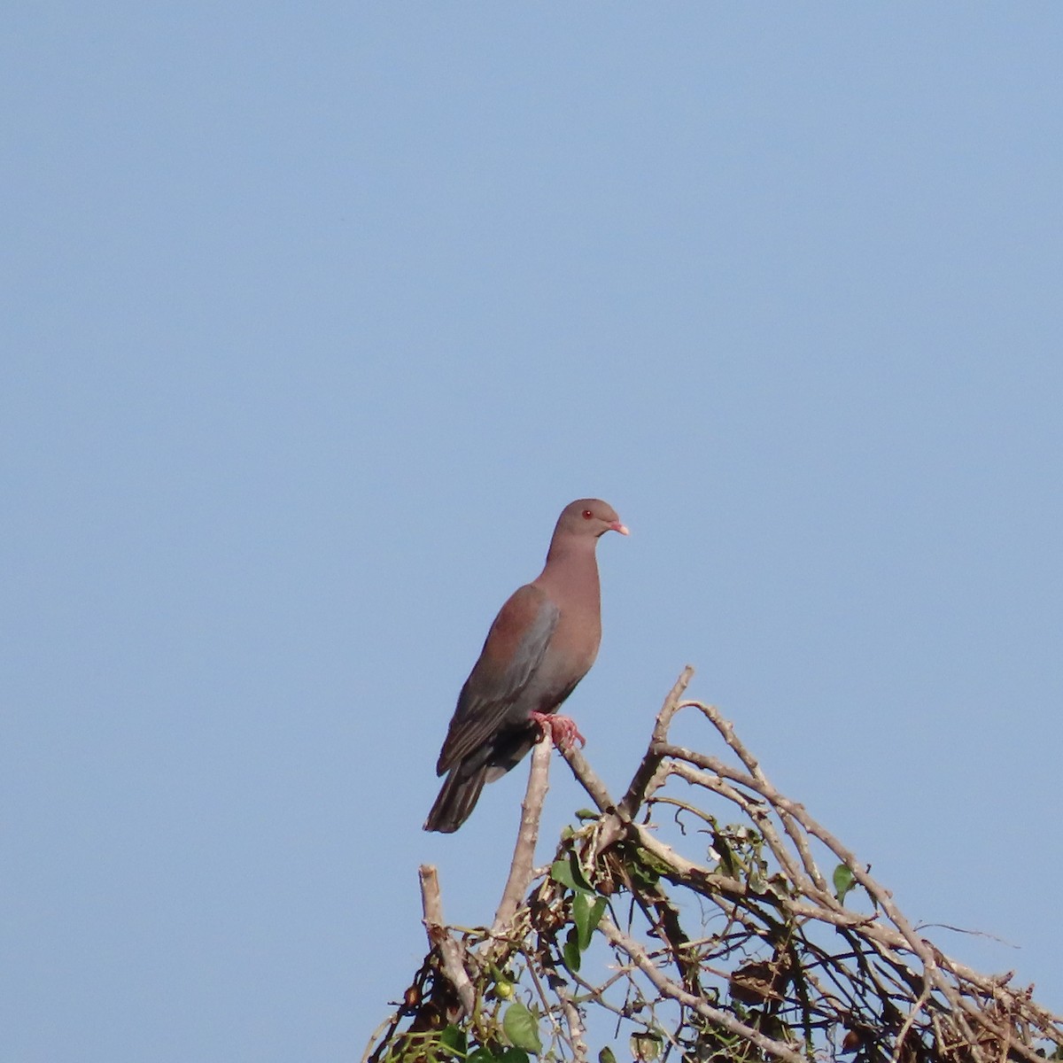 Red-billed Pigeon - Carlos Palomera