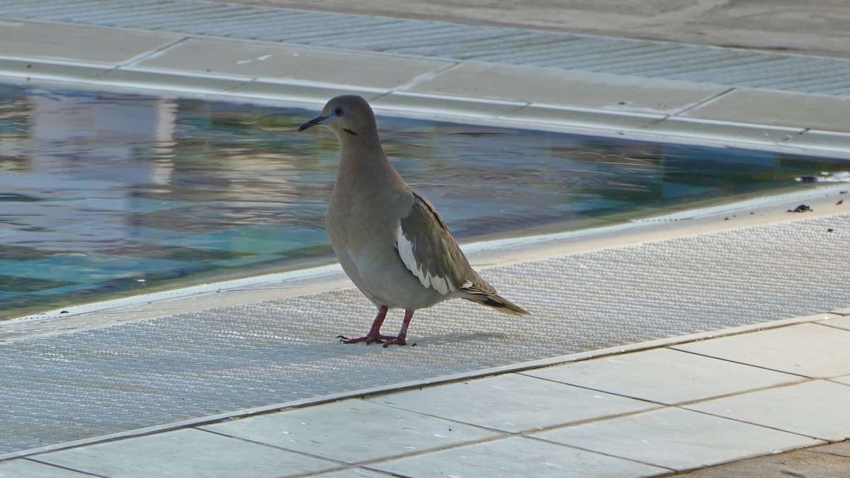 White-winged Dove - Nicole Patenaude