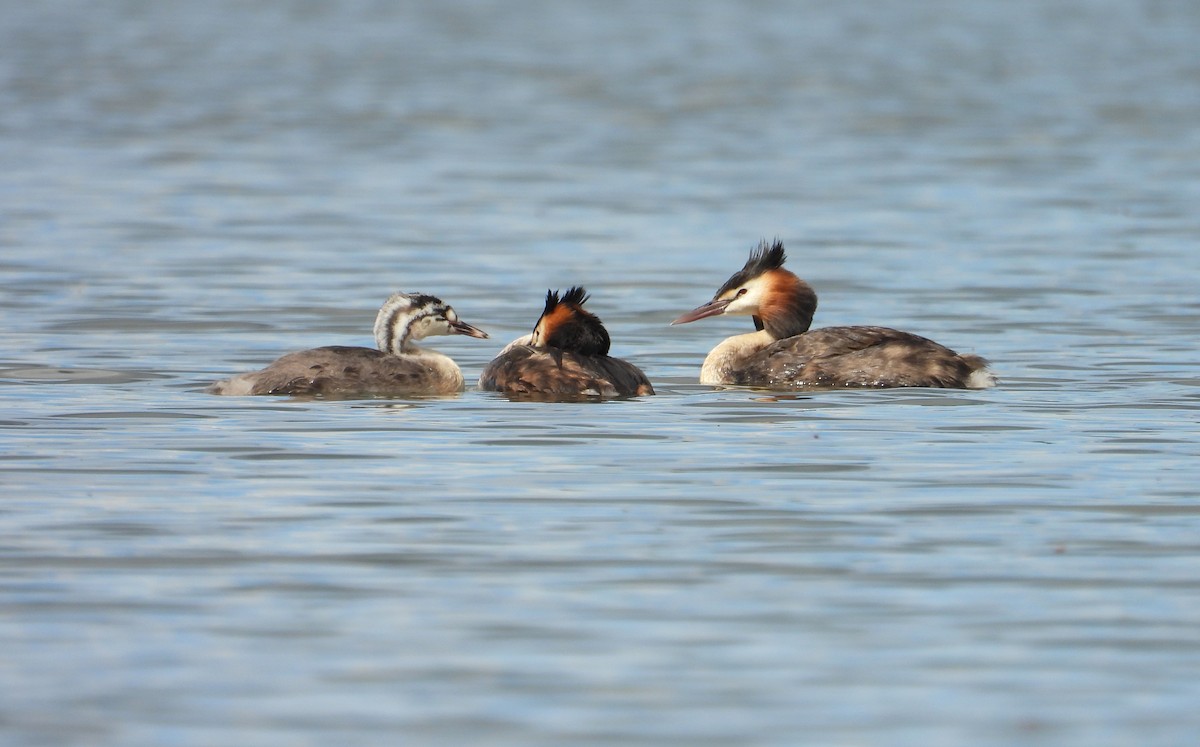 Great Crested Grebe - ML616608016