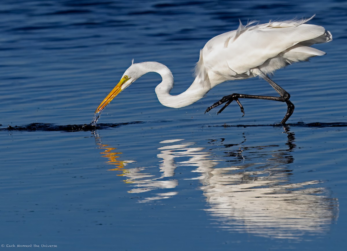 Great Egret - Geary Smith