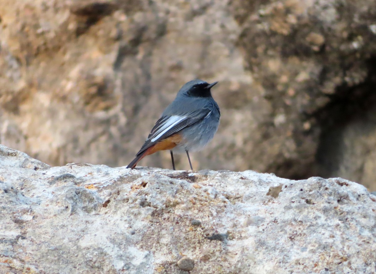 Black Redstart - ML616608096