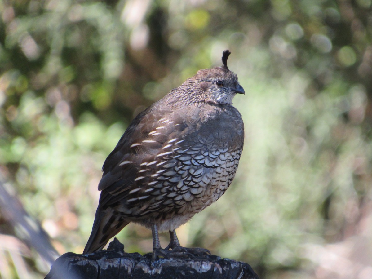 California Quail - ML616608099