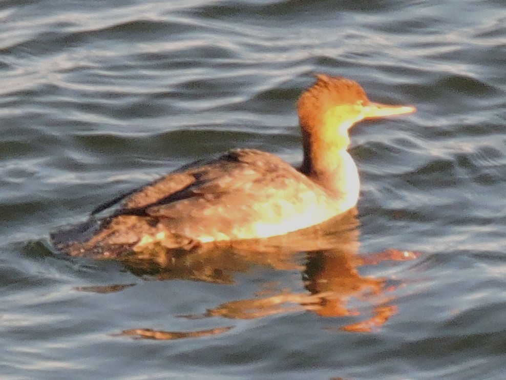 Red-breasted Merganser - ML616608119