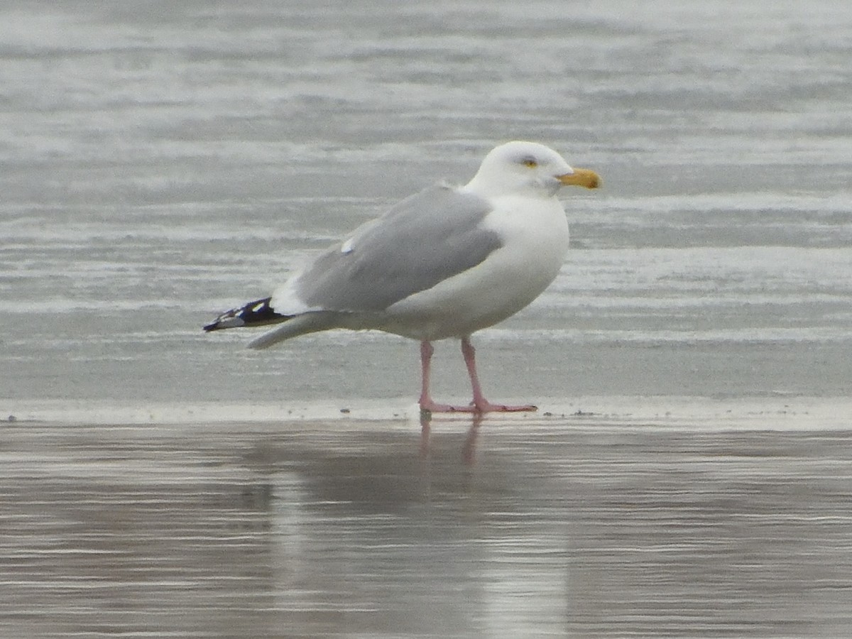 Goéland argenté - ML616608169