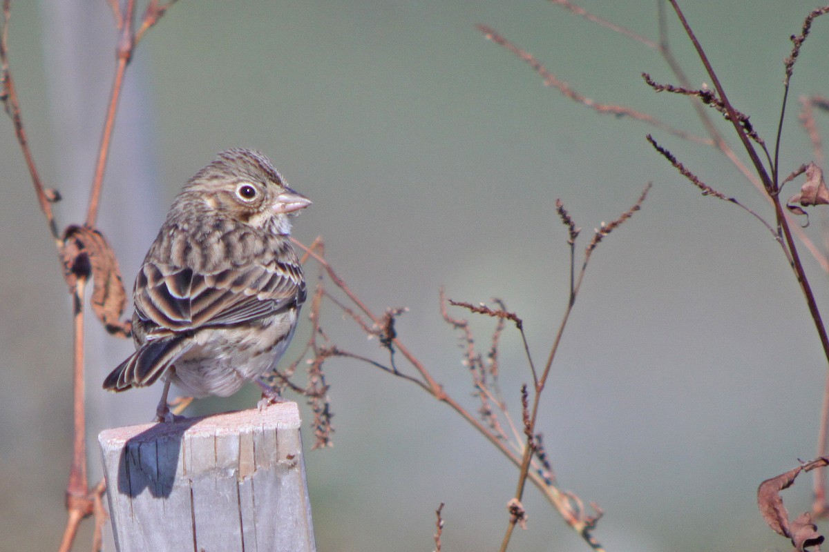 Vesper Sparrow - ML616608173