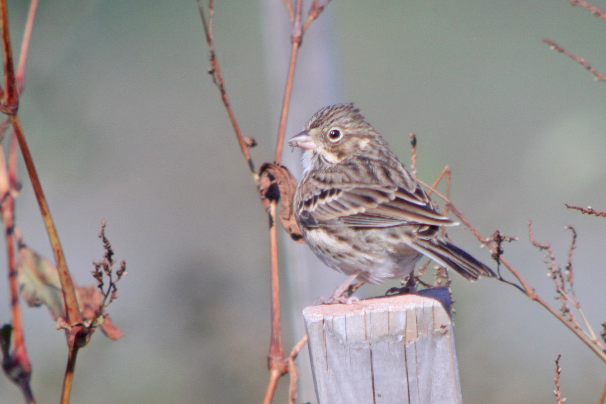 Vesper Sparrow - Corey Finger