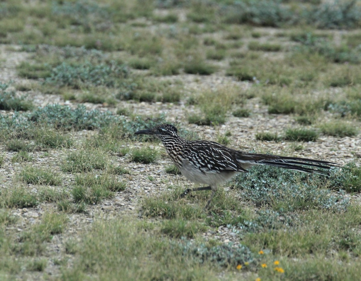 Greater Roadrunner - ML616608188