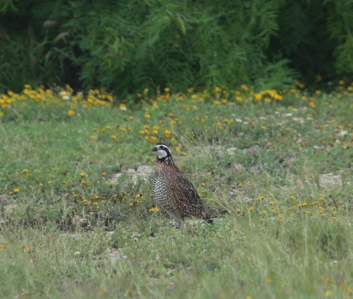 Northern Bobwhite - ML616608204