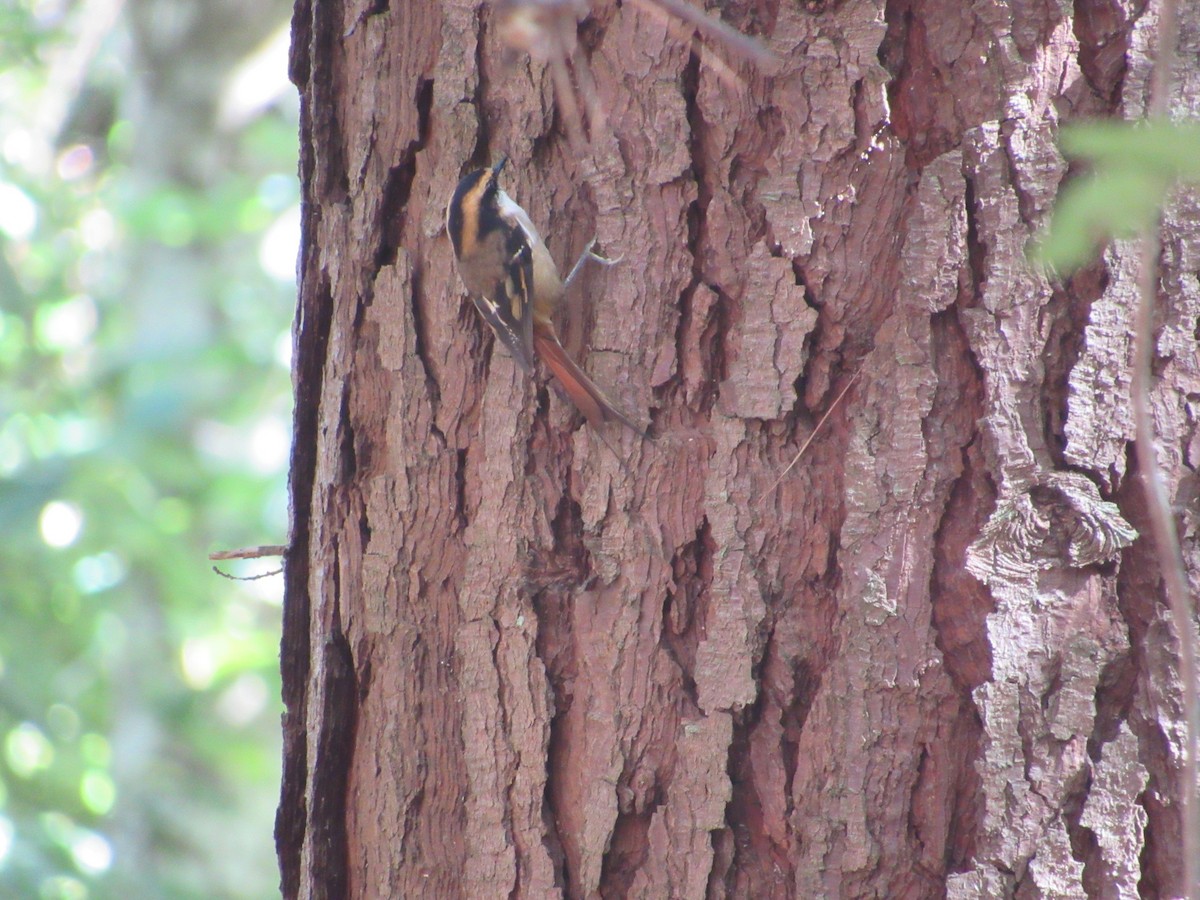 Thorn-tailed Rayadito - Javiera Carrasco Icart