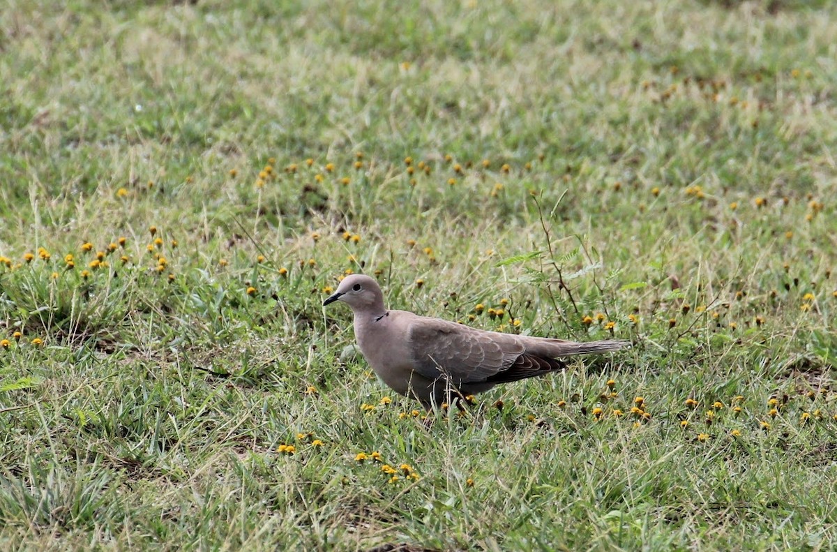 Eurasian Collared-Dove - Olivia Bernard