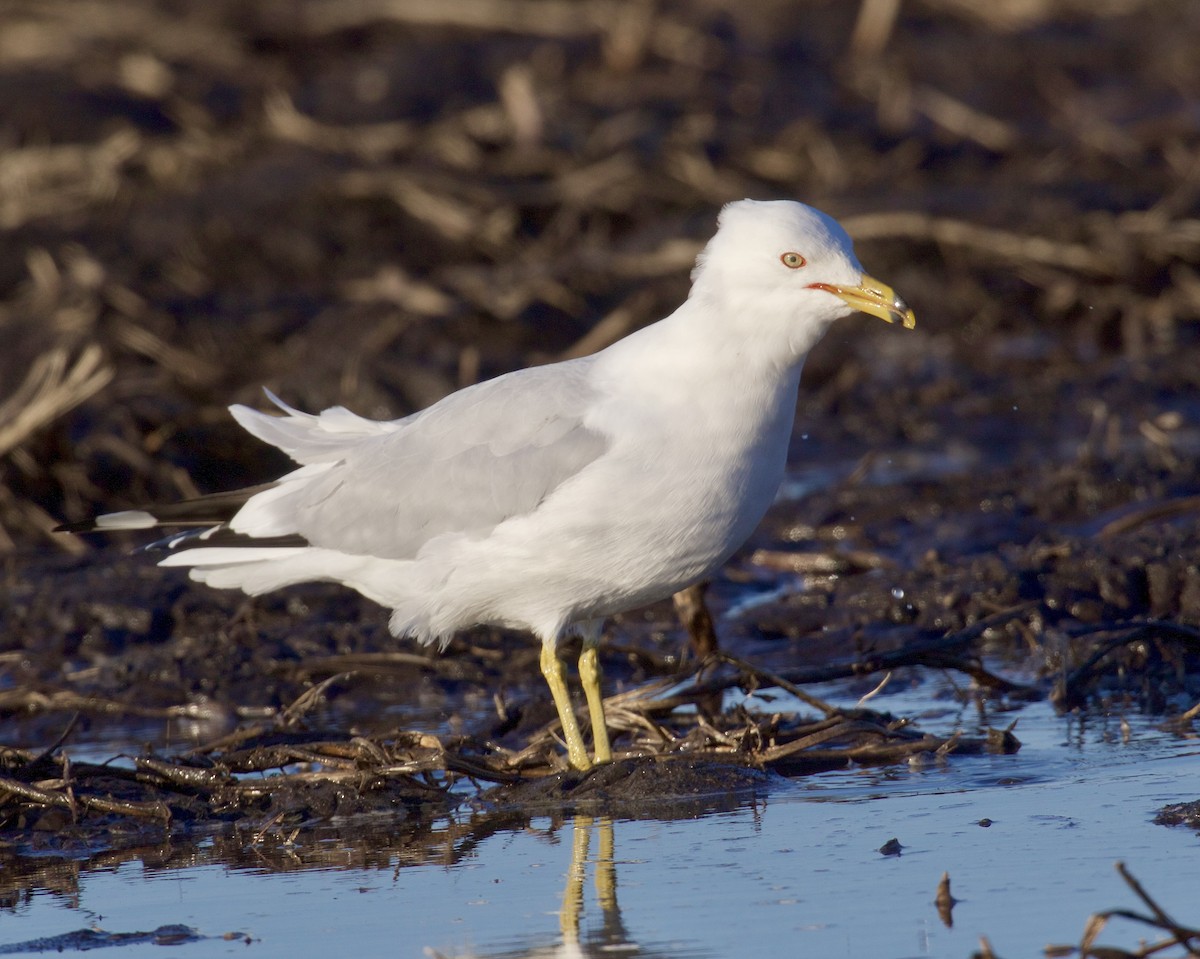 Ring-billed Gull - ML616608211