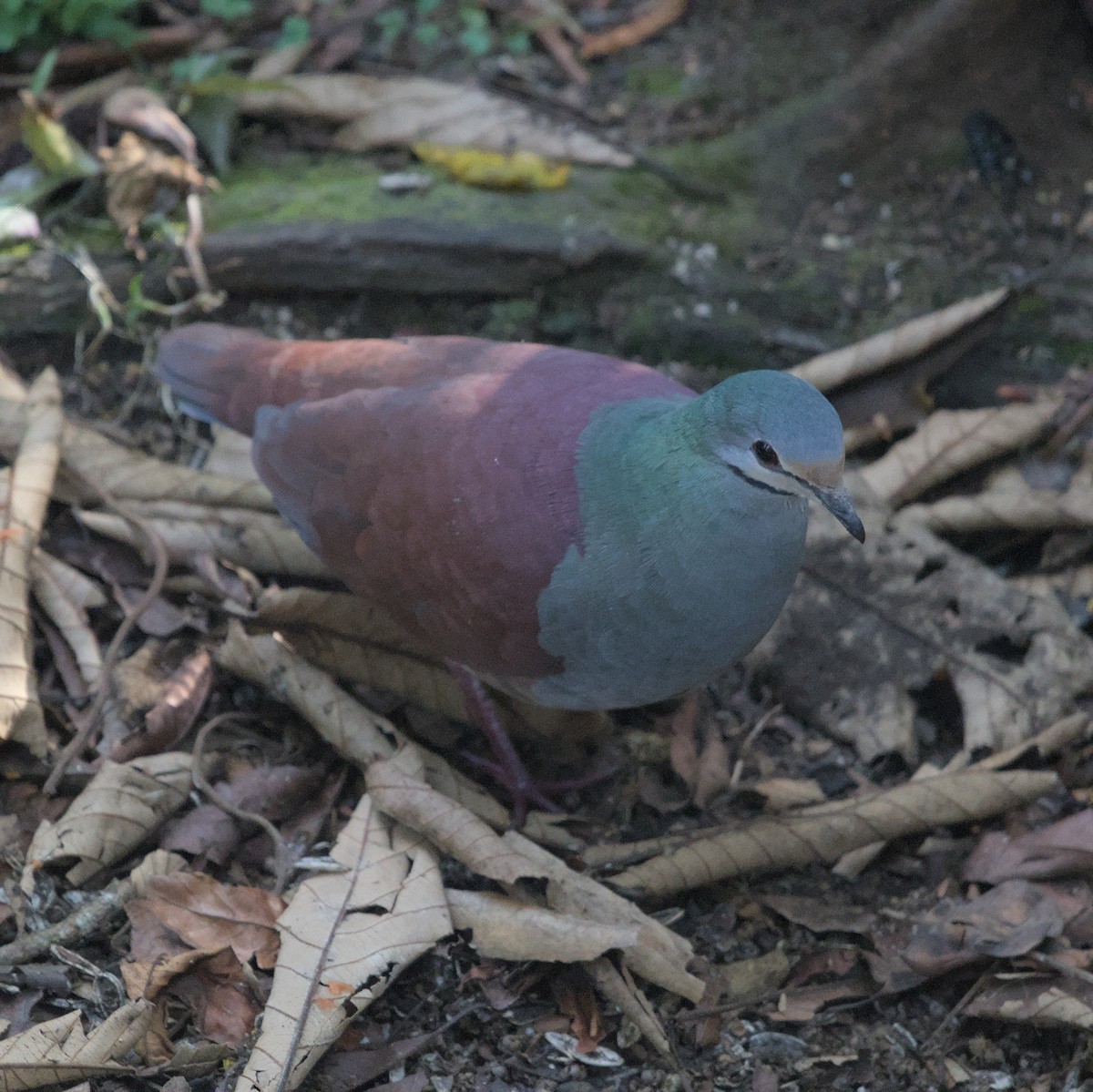Buff-fronted Quail-Dove - ML616608222