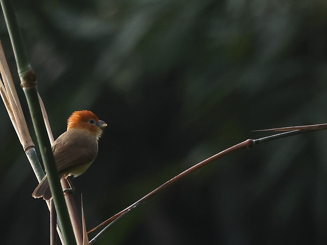 Rufous-headed Parrotbill - ML616608227