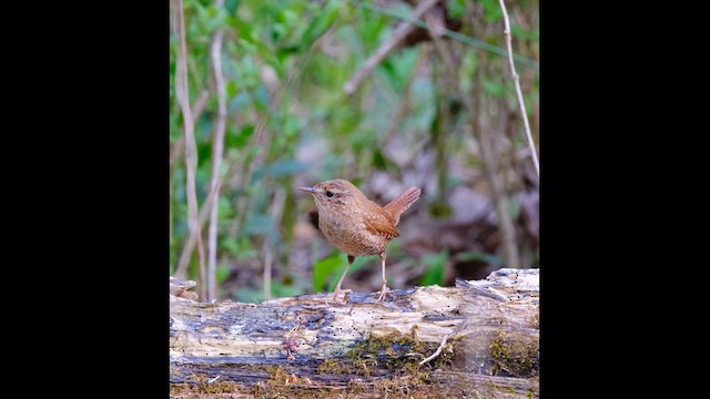 Winter Wren - ML616608235