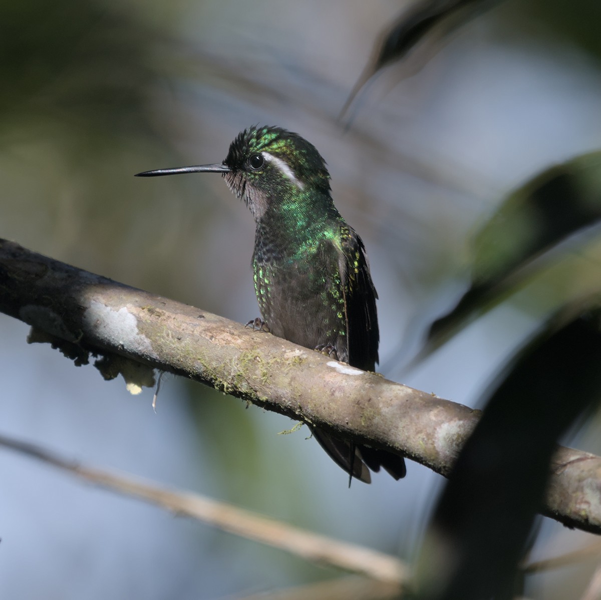 Colibrí Gorjipúrpura - ML616608237