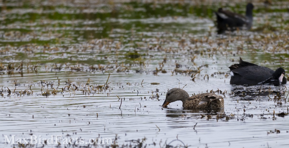 Gadwall - ML616608260