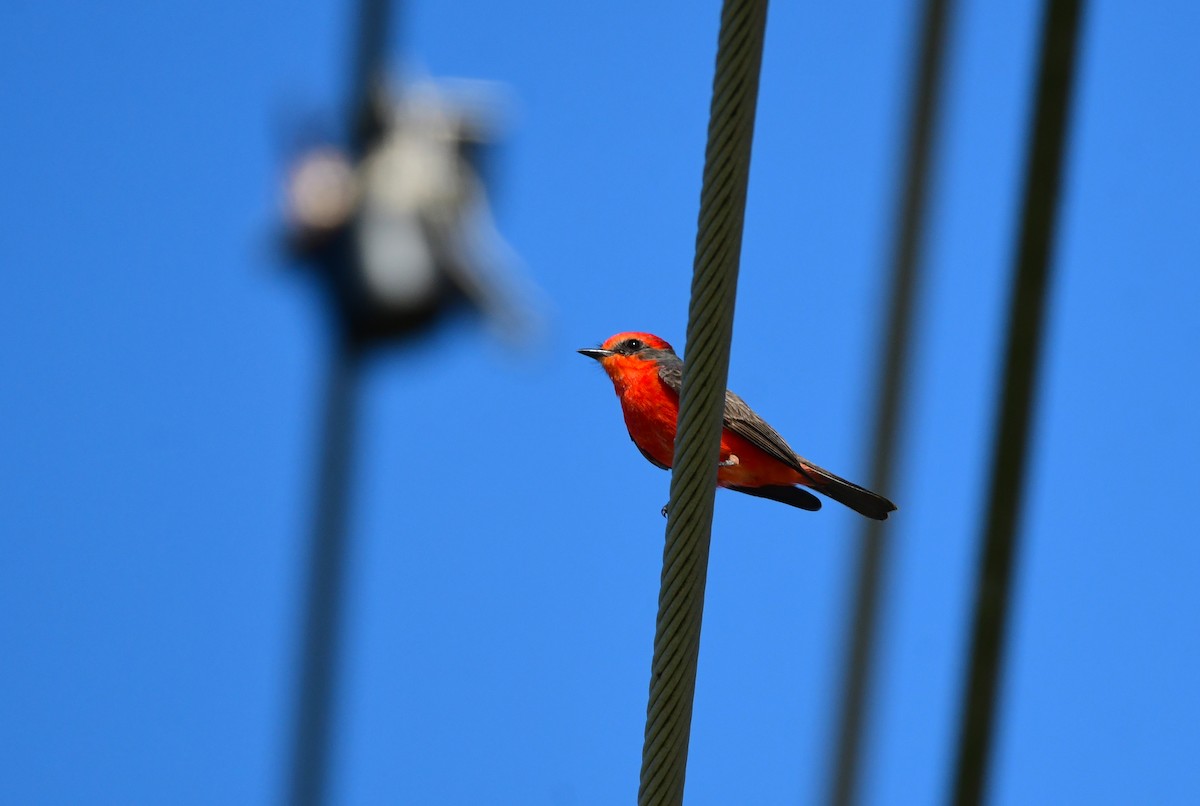 Vermilion Flycatcher - Chaiby Leiman