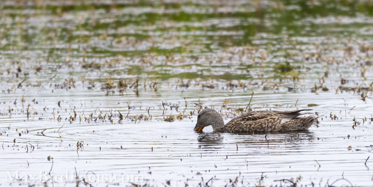 Gadwall - Maxfield Weakley