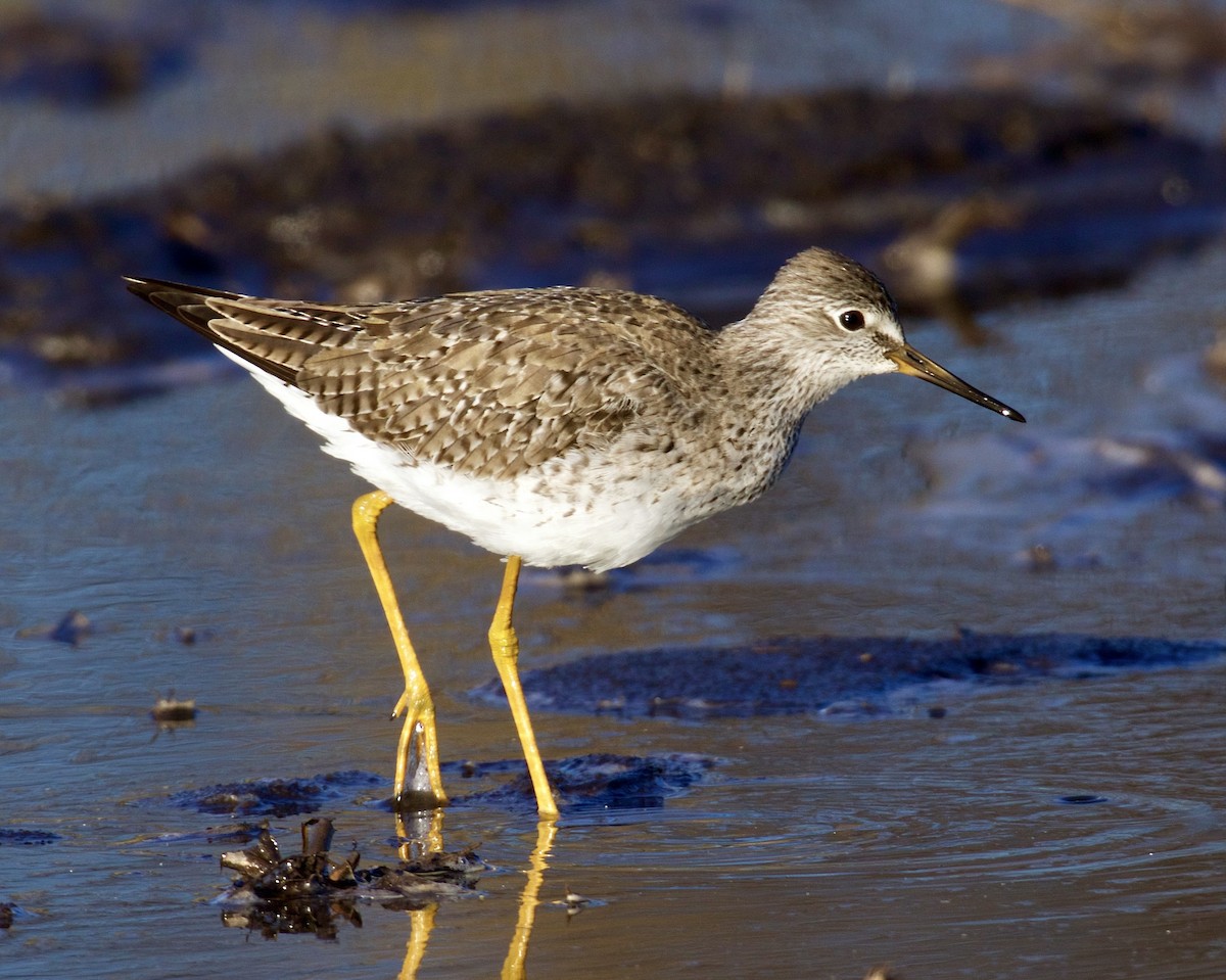 gulbeinsnipe - ML616608272