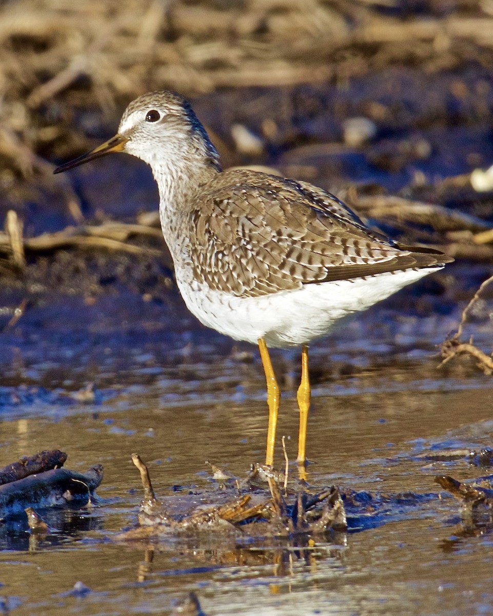 Lesser Yellowlegs - ML616608273