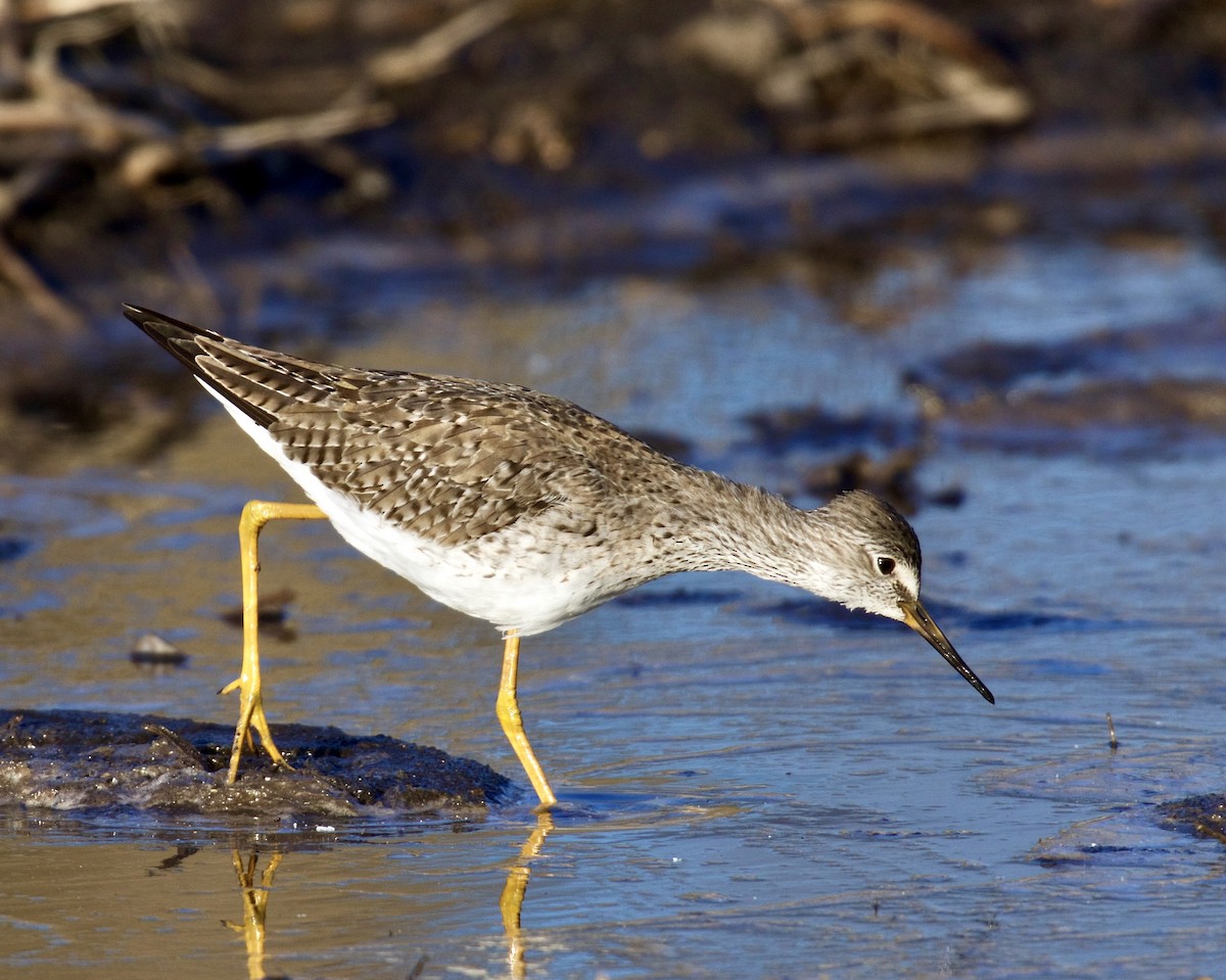 Lesser Yellowlegs - ML616608274