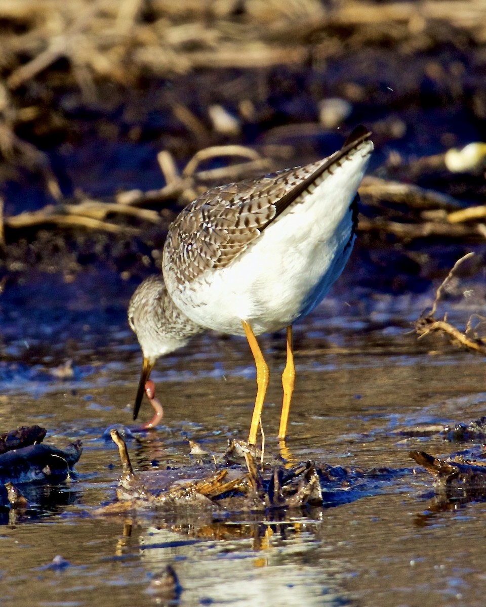 Lesser Yellowlegs - ML616608275