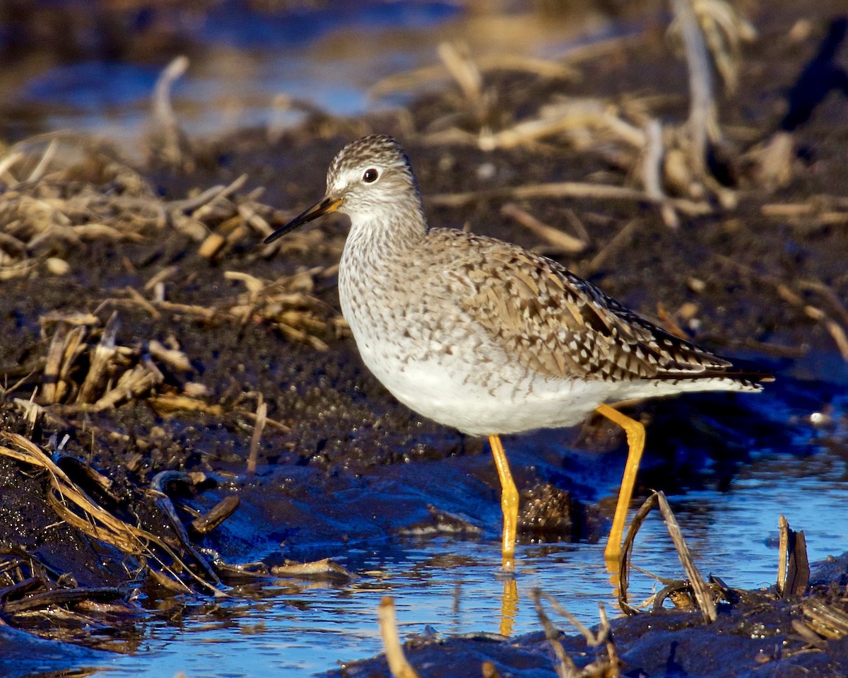 Lesser Yellowlegs - ML616608277