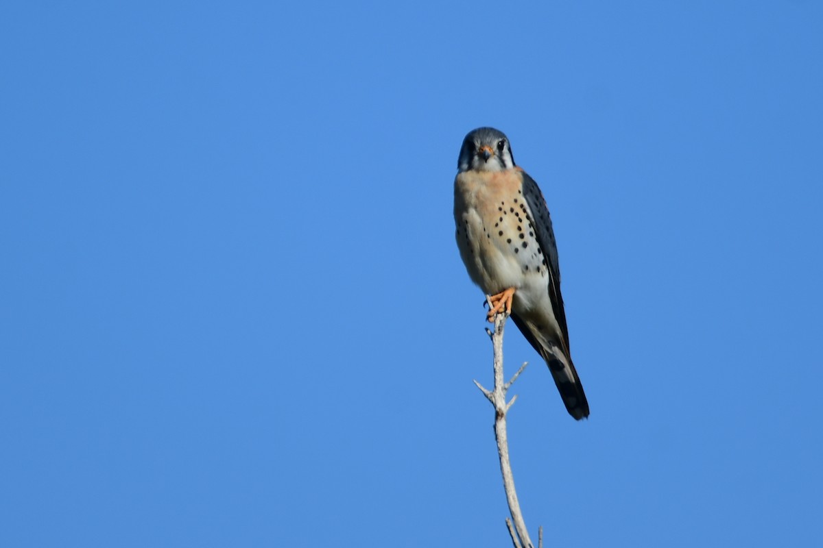 American Kestrel - ML616608295