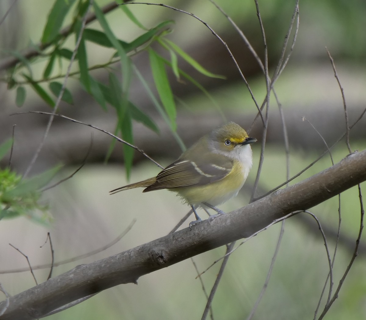 White-eyed Vireo - ML616608297