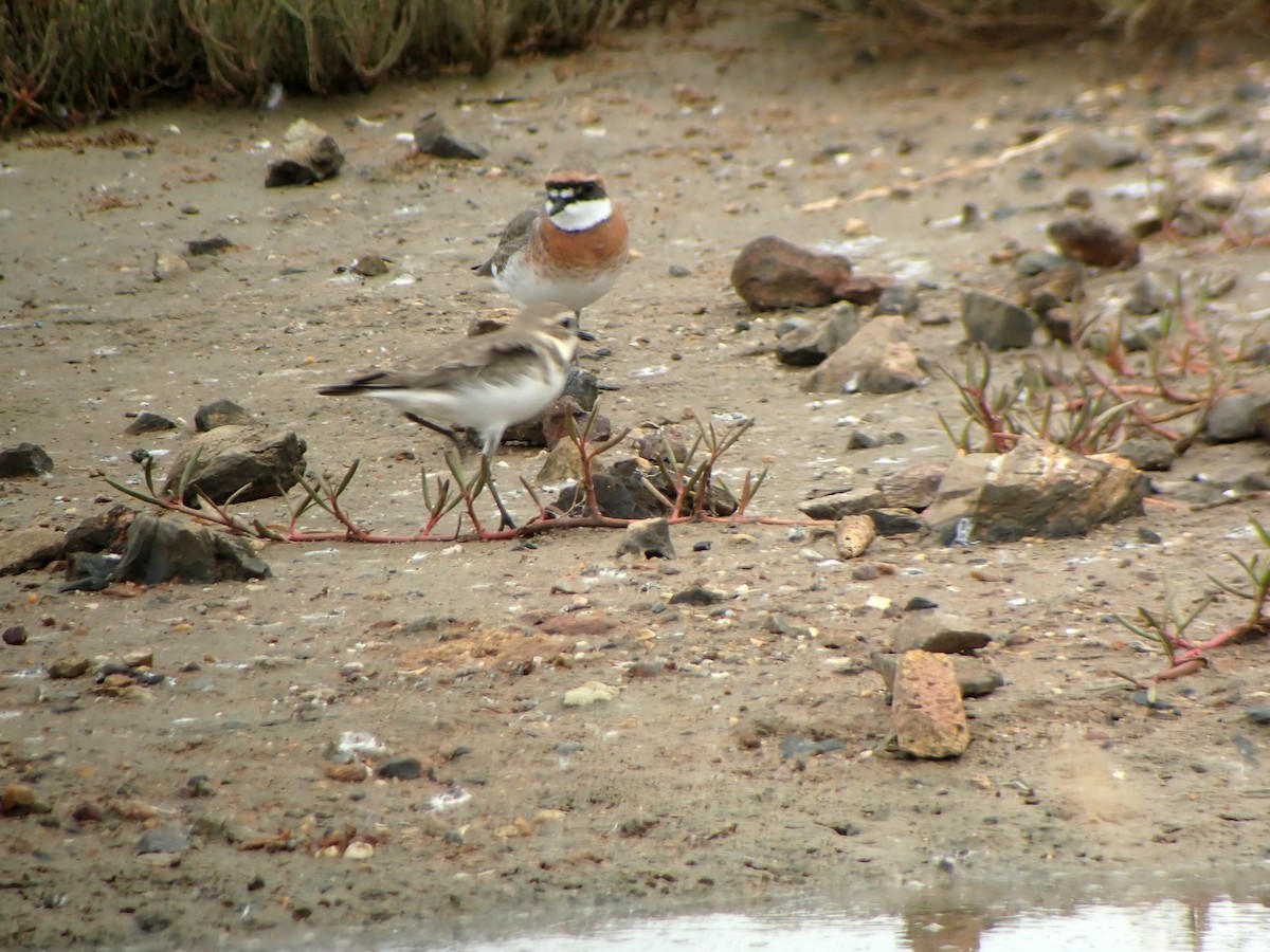 Double-banded Plover - Nikolas Haass