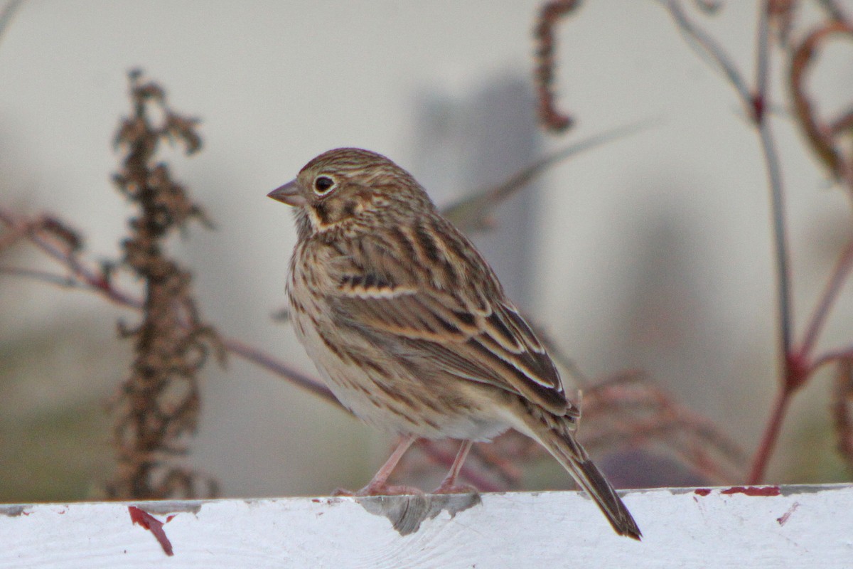 Vesper Sparrow - ML616608412