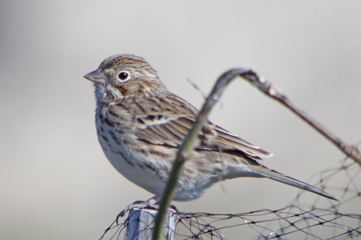 Vesper Sparrow - ML616608413