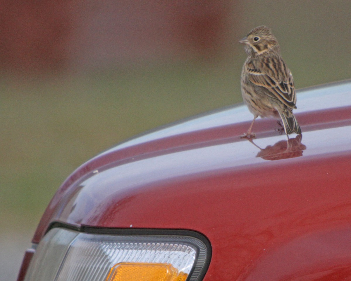 Vesper Sparrow - Corey Finger