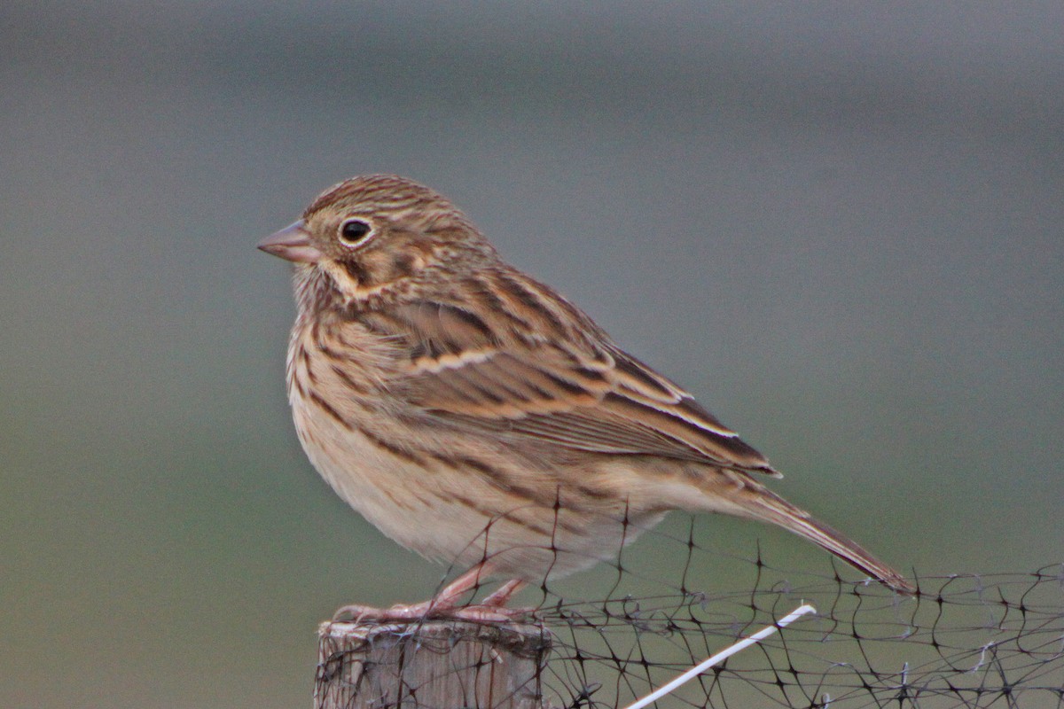 Vesper Sparrow - ML616608416