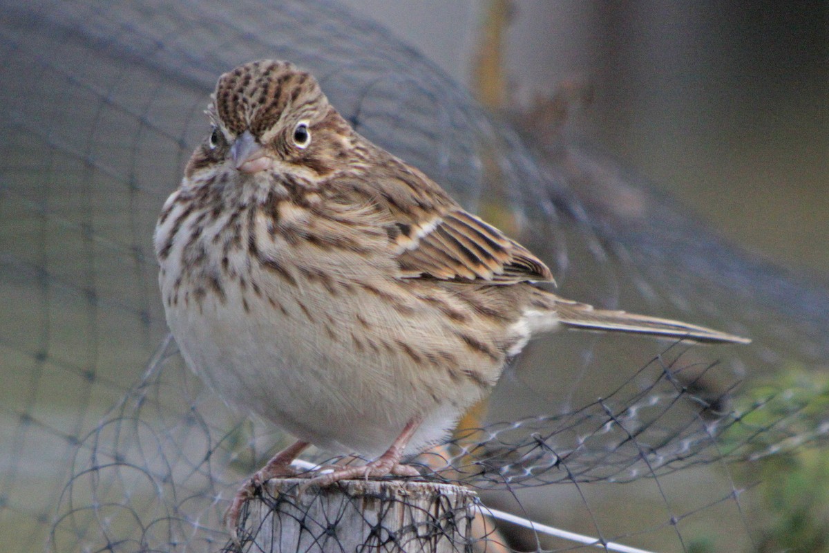 Vesper Sparrow - ML616608420