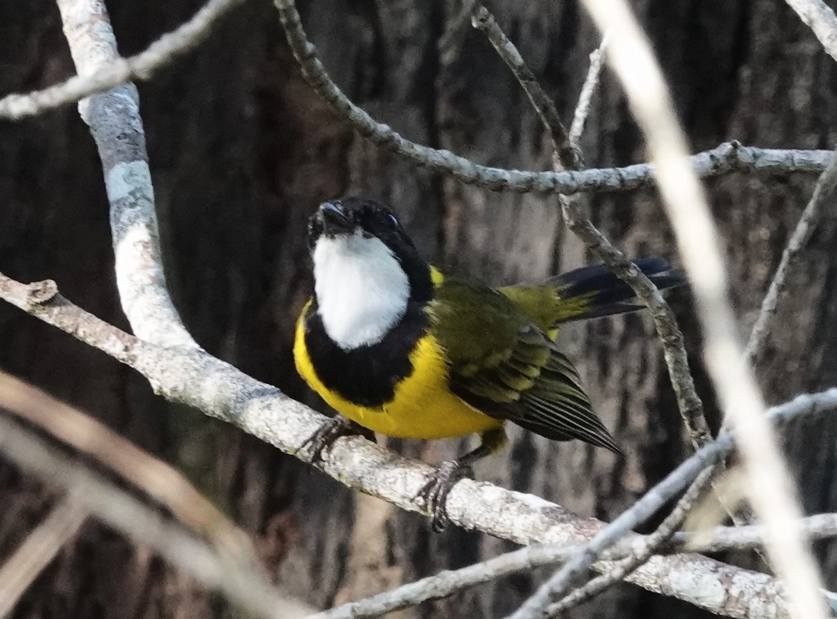 Golden Whistler - Frank Burch