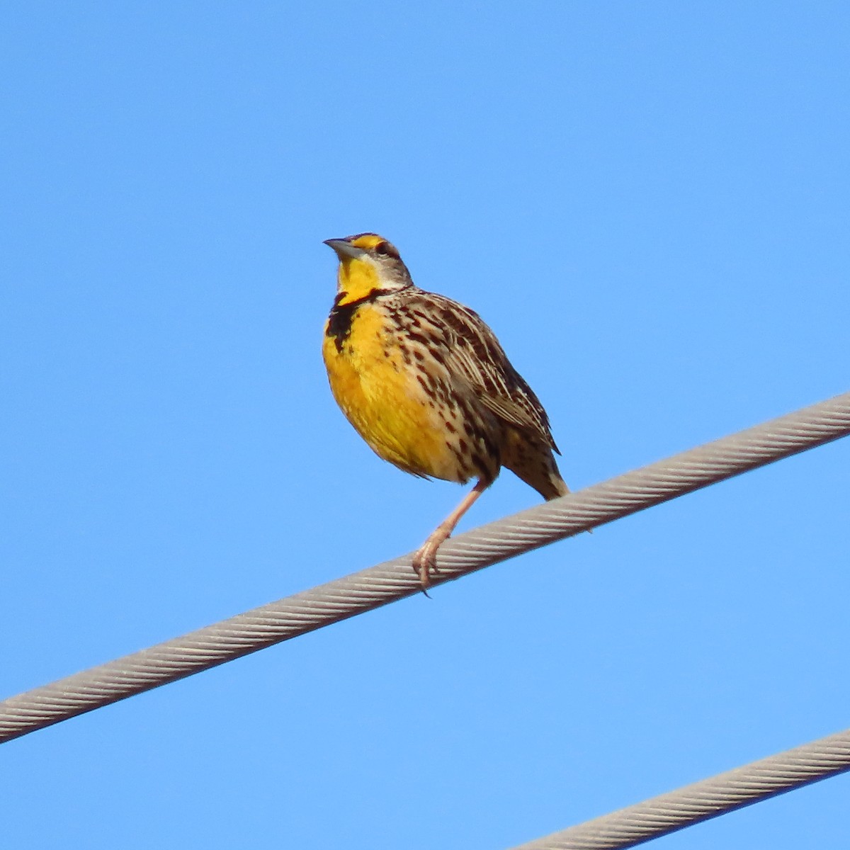 Chihuahuan Meadowlark - ML616608459