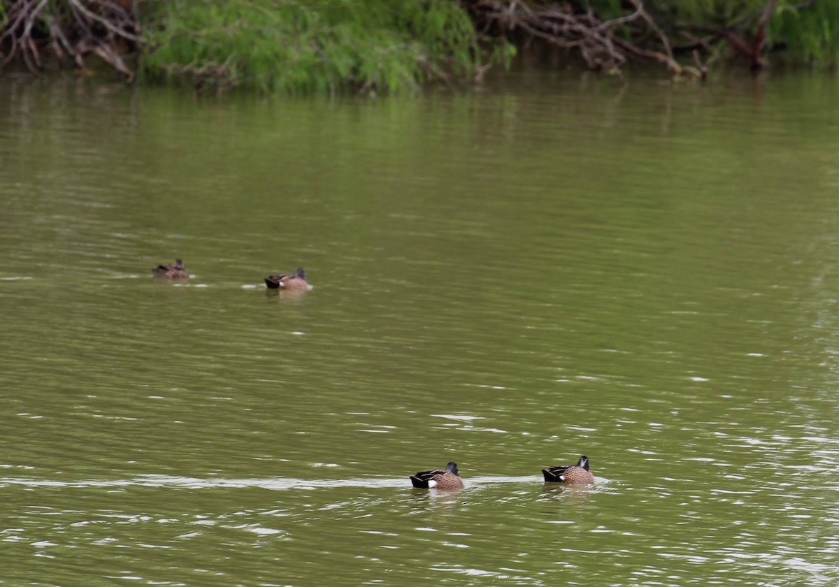 Blue-winged Teal - Olivia Bernard