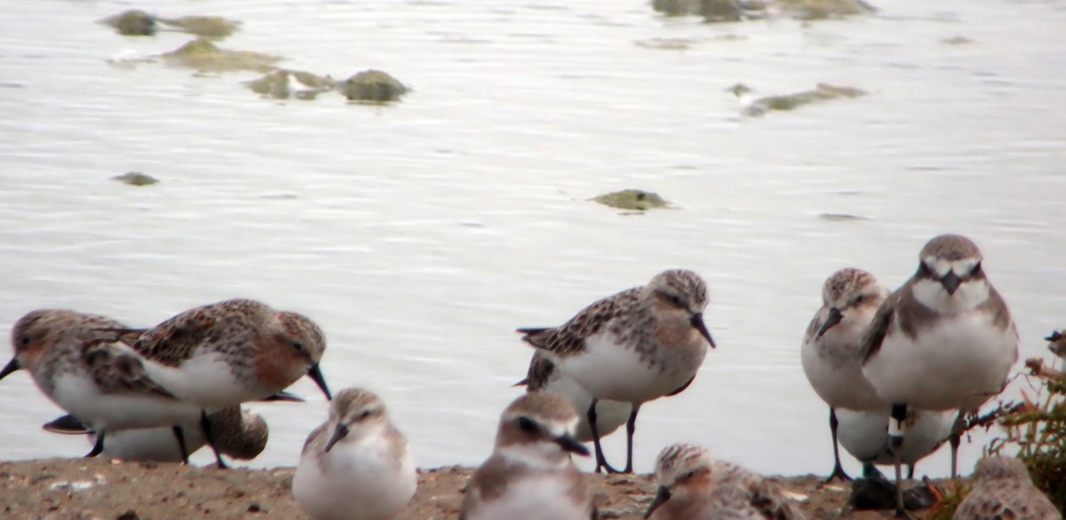 Red-necked Stint - ML616608486