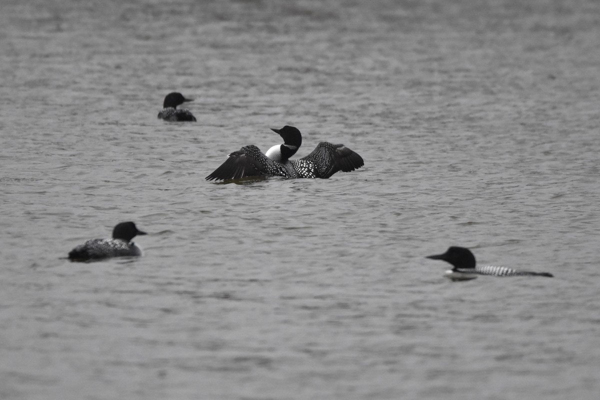 Common Loon - ML616608487