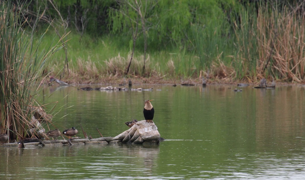 anhinga americká - ML616608497